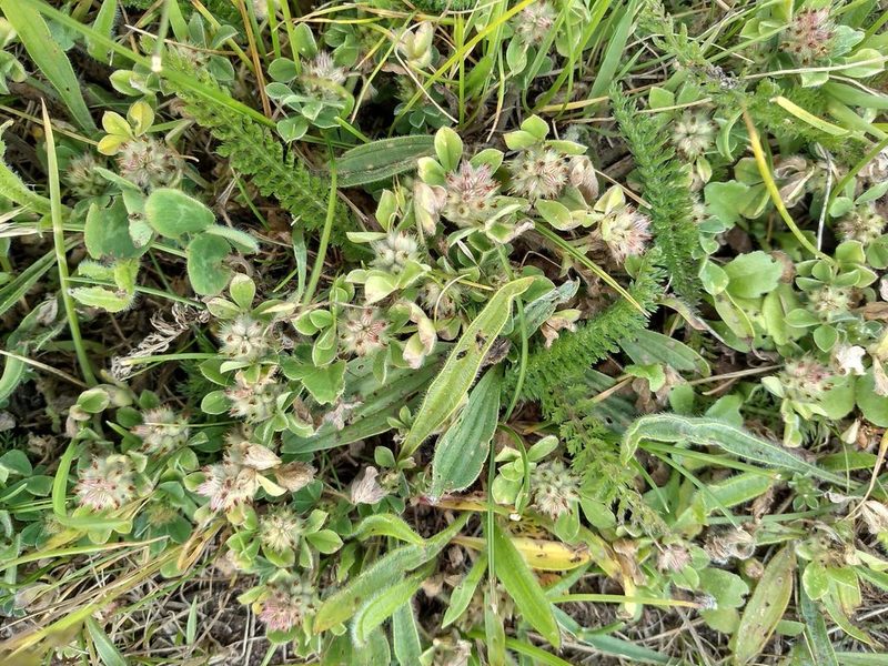 Trifolium striatum, photographed by Karen Fry