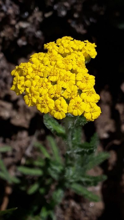 Achillea tomentosa, photographed by Alessia Guggisberg