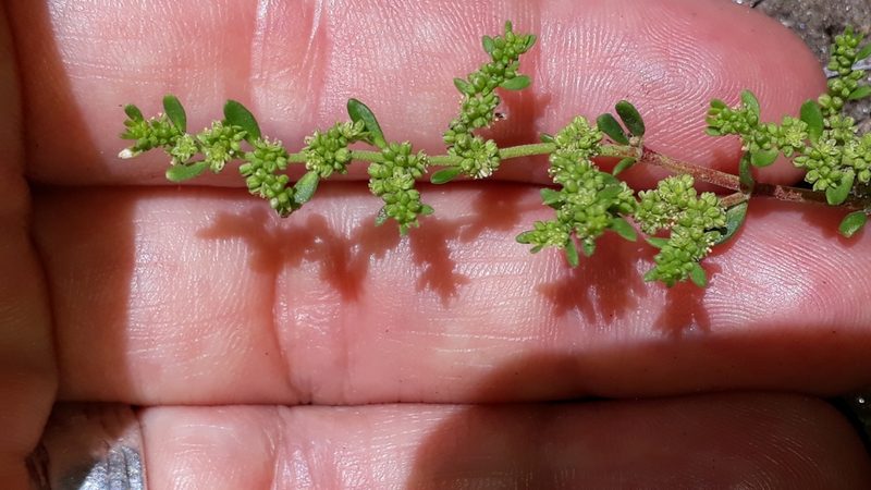 Herniaria glabra, photographed by Alessia Guggisberg