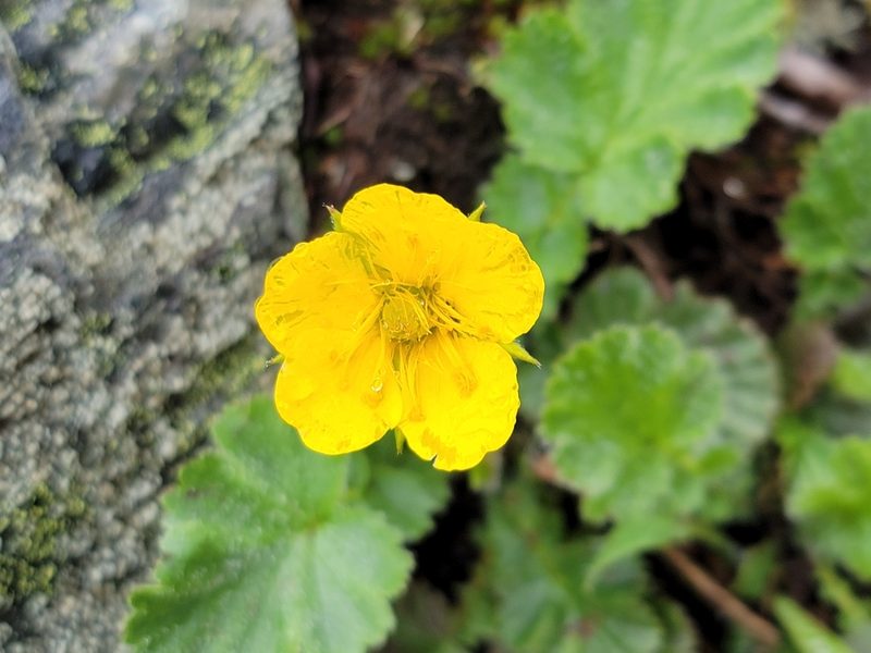 Geum montanum, photographed by Elias