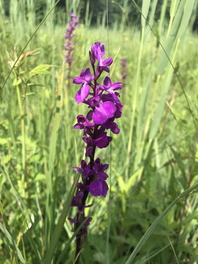 Anacamptis palustris, photographed by Yuliana Leshchenko