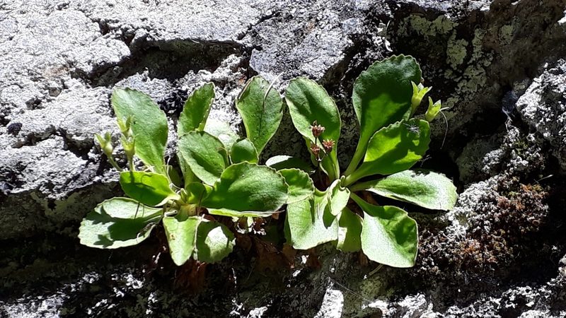 Primula hirsuta, photographed by Alessia Guggisberg