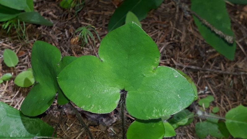 Hepatica nobilis, photographed by Alessia Guggisberg