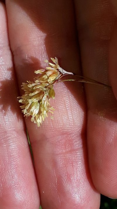 Luzula lutea, photographed by Alessia Guggisberg