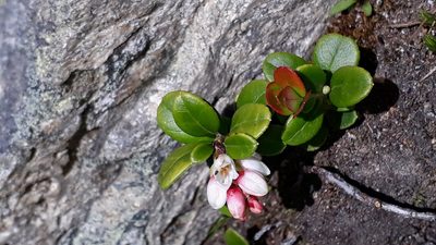 Vaccinium vitis-idaea, photographed by Alessia Guggisberg