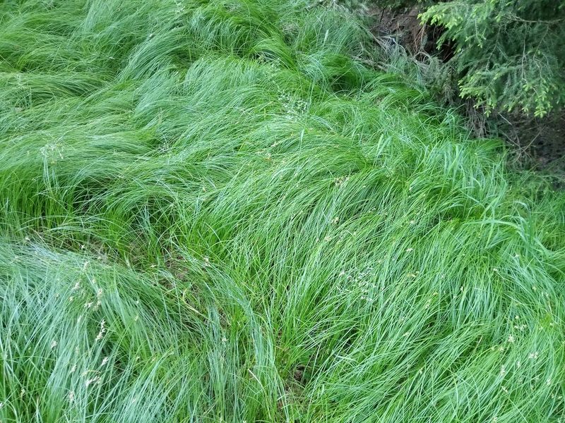 Carex brizoides, photographed by Vladimír Fuka
