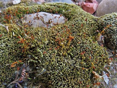 Funaria hygrometrica, photographed by Annika Lindqvist