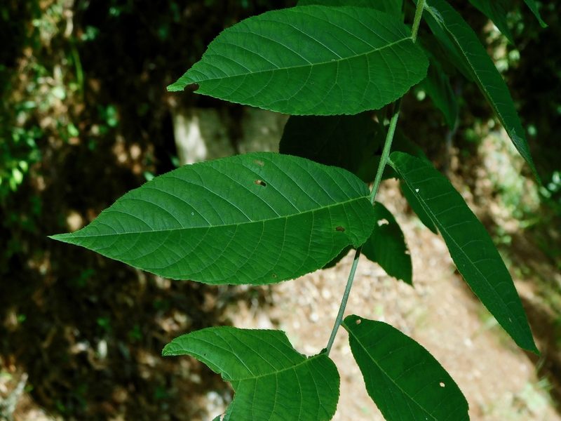 Juglans cinerea, photographed by Michael J. Papay