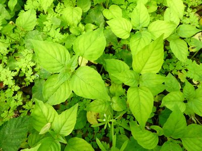 Circaea lutetiana, photographed by Ethan Lutterer