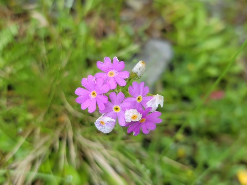 Primula farinosa, photographed by Elias