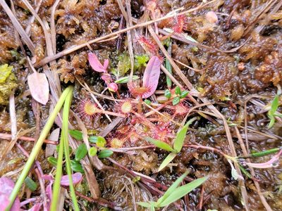 Drosera rotundifolia, photographed by Elias