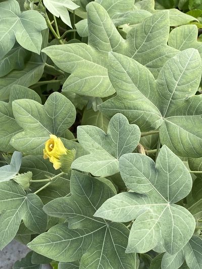 Gossypium tomentosum, photographed by nebrooks