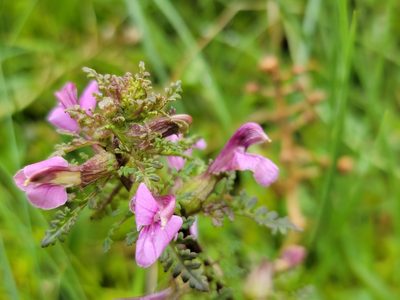Pedicularis palustris, photographed by Elias
