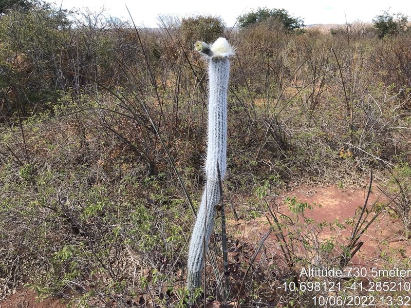 Arrojadoa leucostele, photographed by vitordematos12