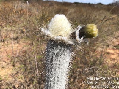 Arrojadoa leucostele, photographed by vitordematos12