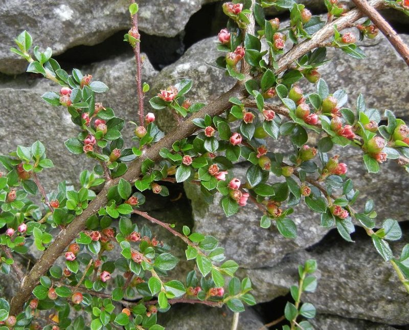 Cotoneaster horizontalis, photographed by Jon Mortin