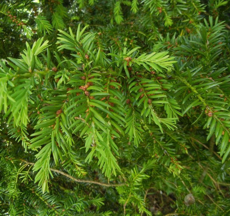 Taxus baccata, photographed by Jon Mortin