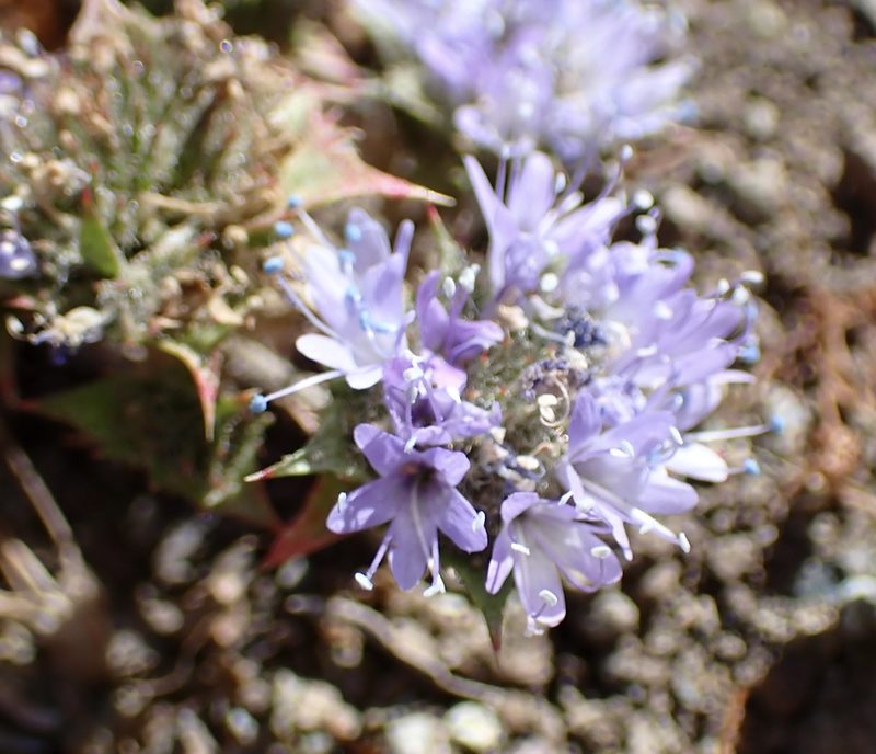 Navarretia heterodoxa, photographed by Cricket Raspet