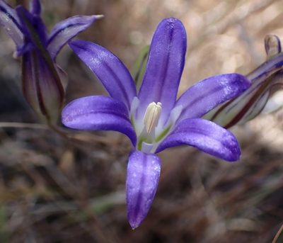 Brodiaea elegans
