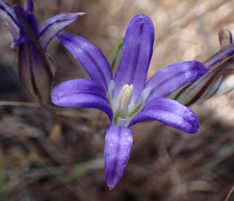 Brodiaea elegans, photographed by Cricket Raspet