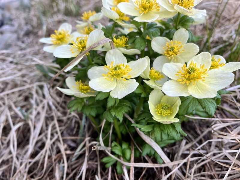 Trollius albiflorus, photographed by Bob Walker