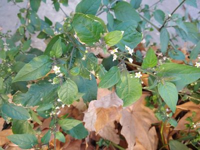 Solanum americanum