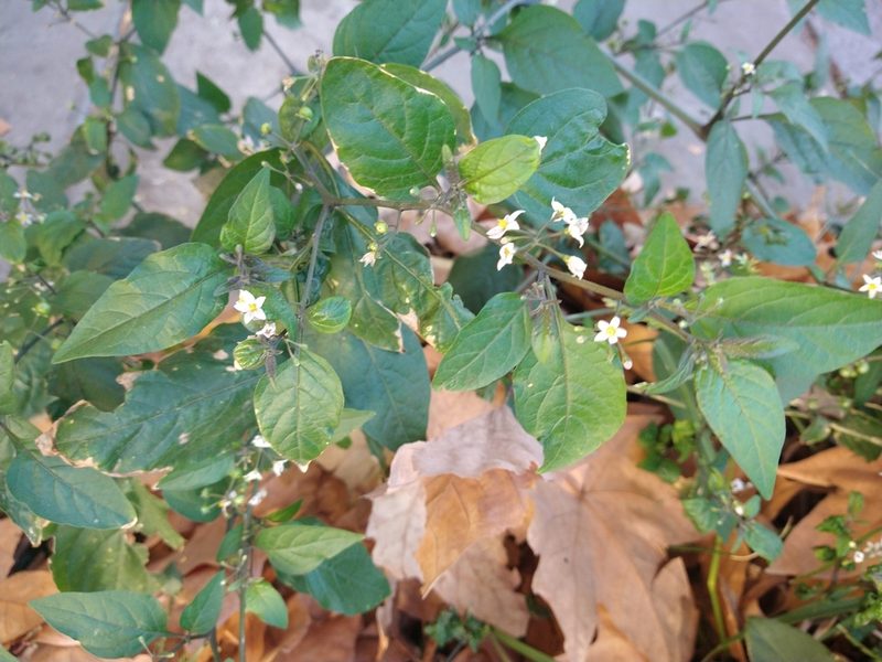 Solanum americanum, photographed by Pablo
