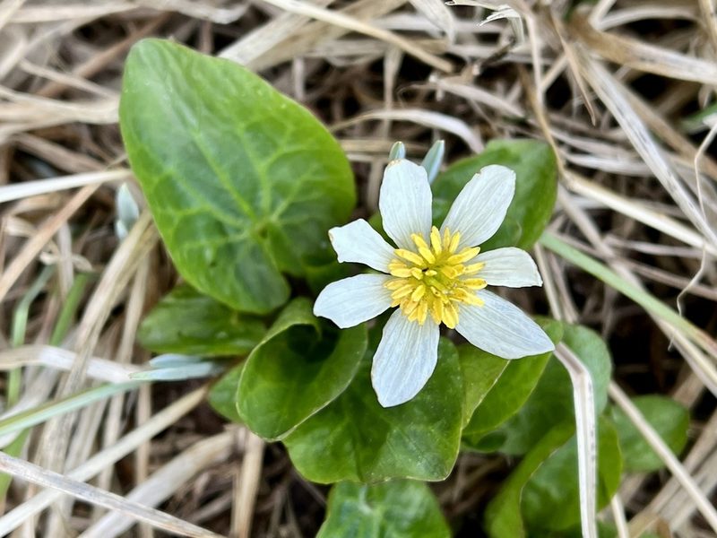 Caltha chionophila, photographed by Bob Walker