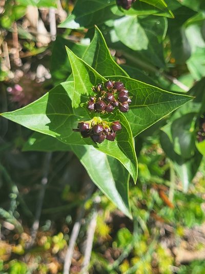 Vincetoxicum funebre, photographed by Jacek Pietruszewski