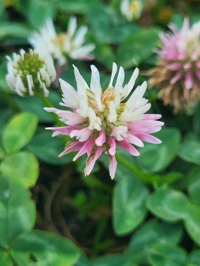 Trifolium ambiguum, photographed by Jacek Pietruszewski