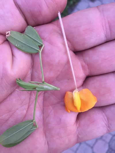 Arachis glabrata, photographed by Kent P. McFarland