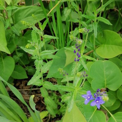 Veronica teucrium, photographed by Petr Harant