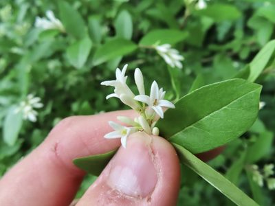 Ligustrum obtusifolium, photographed by Seth G. Breeding