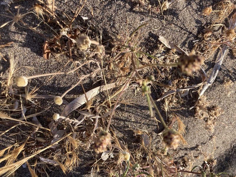 Plantago indica, photographed by Andre Hosper