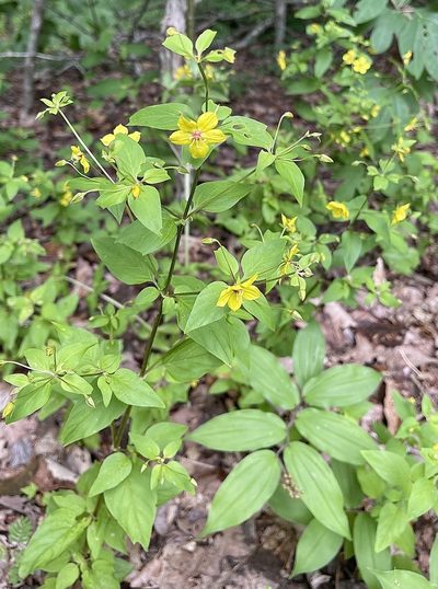 Lysimachia tonsa, photographed by Roseanna Denton