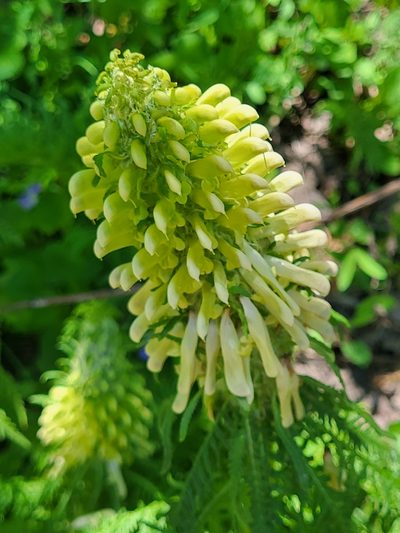 Pedicularis condensata, photographed by Jacek Pietruszewski