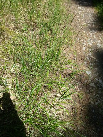 Calamagrostis villosa, photographed by Vladimír Fuka