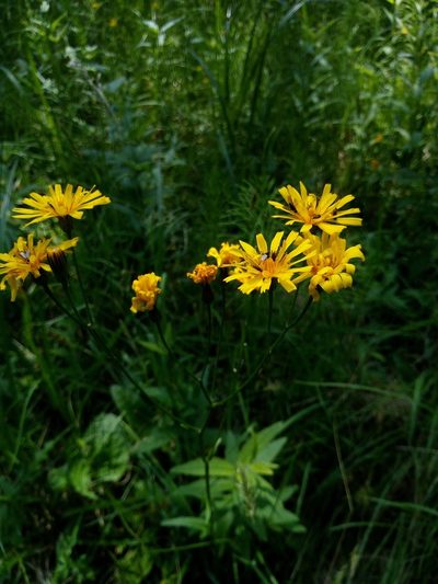 Crepis mollis, photographed by Vladimír Fuka