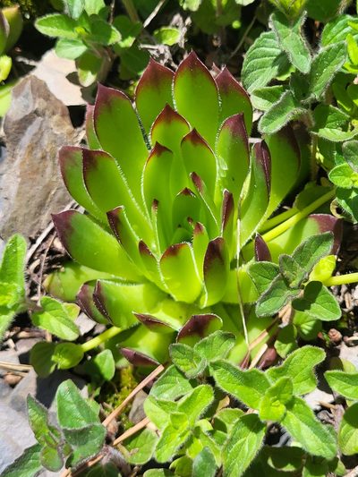 Sempervivum caucasicum, photographed by Jacek Pietruszewski