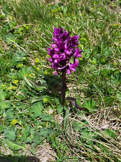 Dactylorhiza romana, photographed by Jacek Pietruszewski