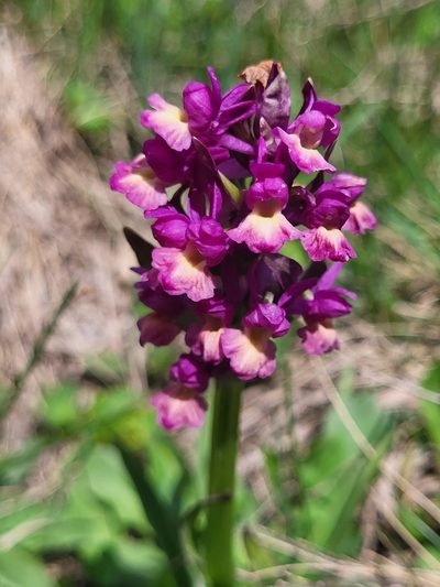 Dactylorhiza romana, photographed by Jacek Pietruszewski