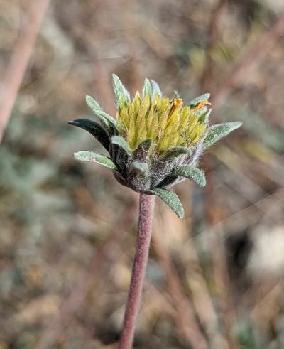 Balsamorhiza lanata, photographed by Dominic Gentilcore