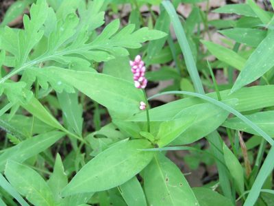 Persicaria longiseta, photographed by Zakqary Roy