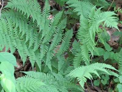 Dryopteris marginalis, photographed by Zakqary Roy
