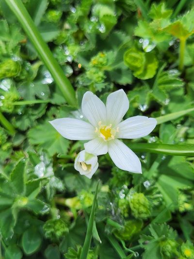 Ornithogalum sigmoideum, photographed by Jacek Pietruszewski