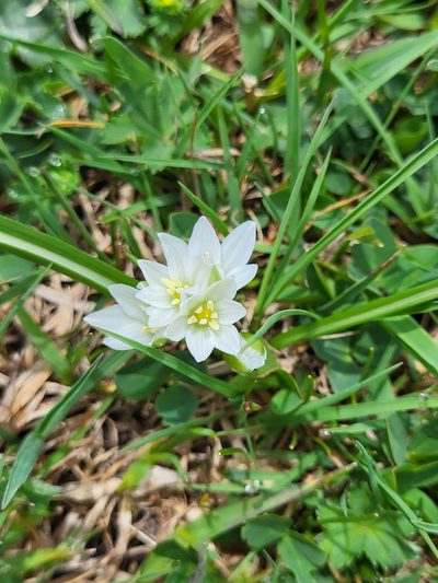 Ornithogalum sigmoideum, photographed by Jacek Pietruszewski