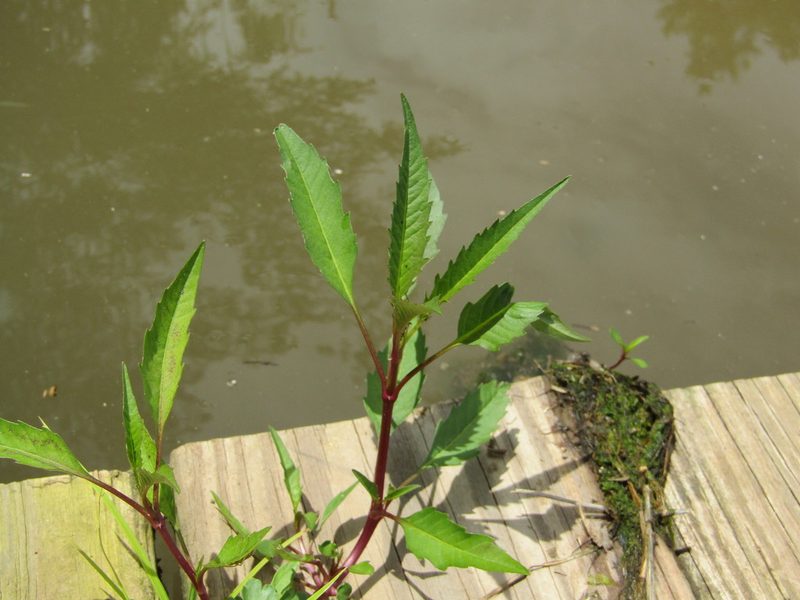 Bidens connata, photographed by Zakqary Roy