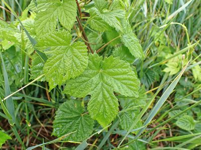 Humulus lupulus, photographed by Donald Davesne