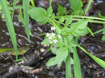Nasturtium officinale