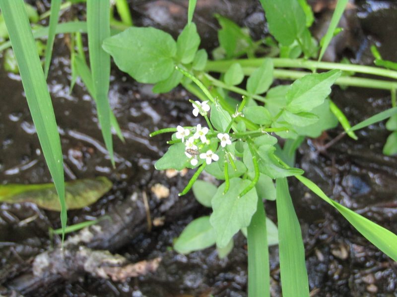 Nasturtium officinale, photographed by Zakqary Roy